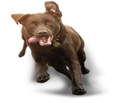 dog running png 2